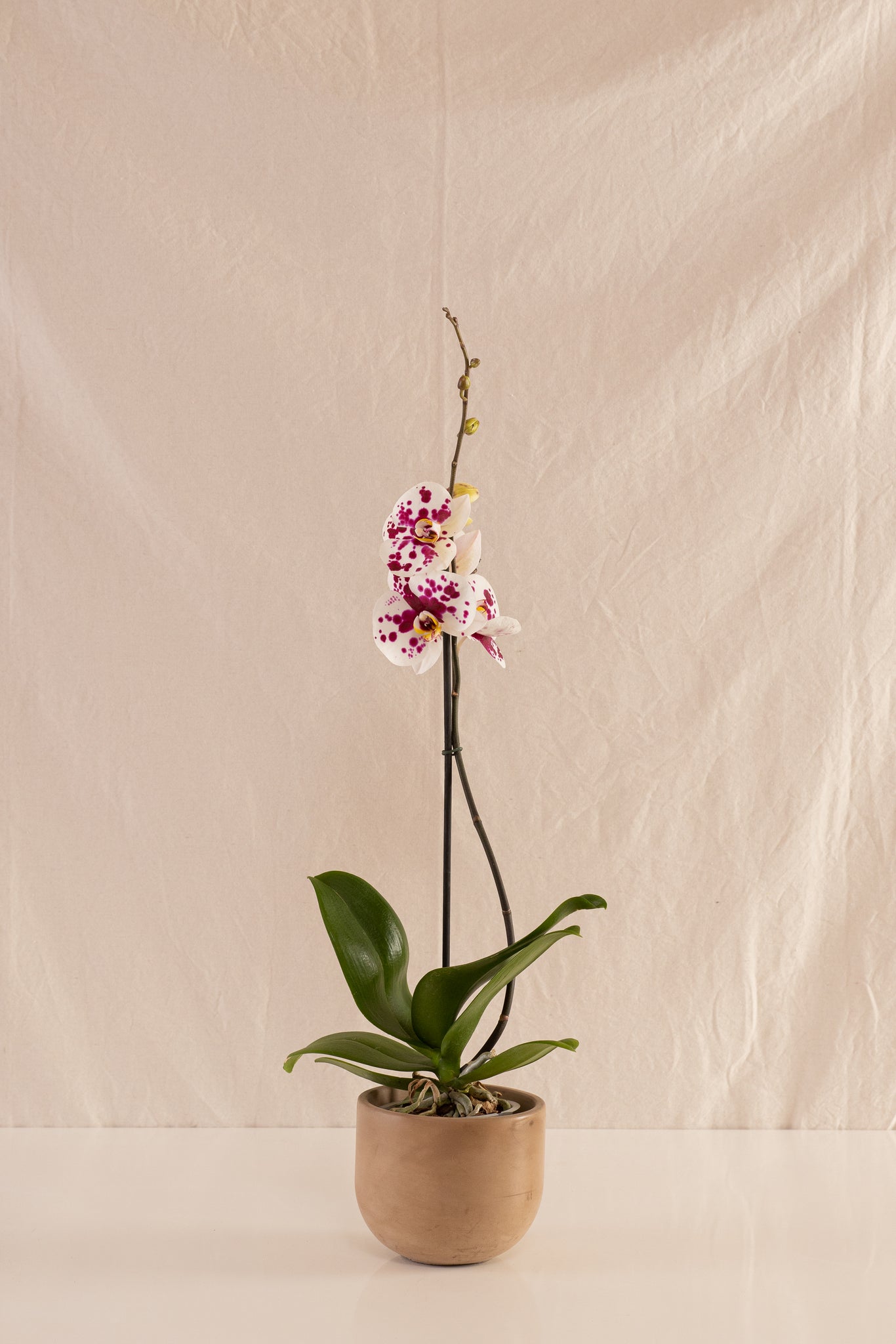 Orquídea Phalaenopsis de 1 Tallo Bicolor Blanca con Puntos Fucsia