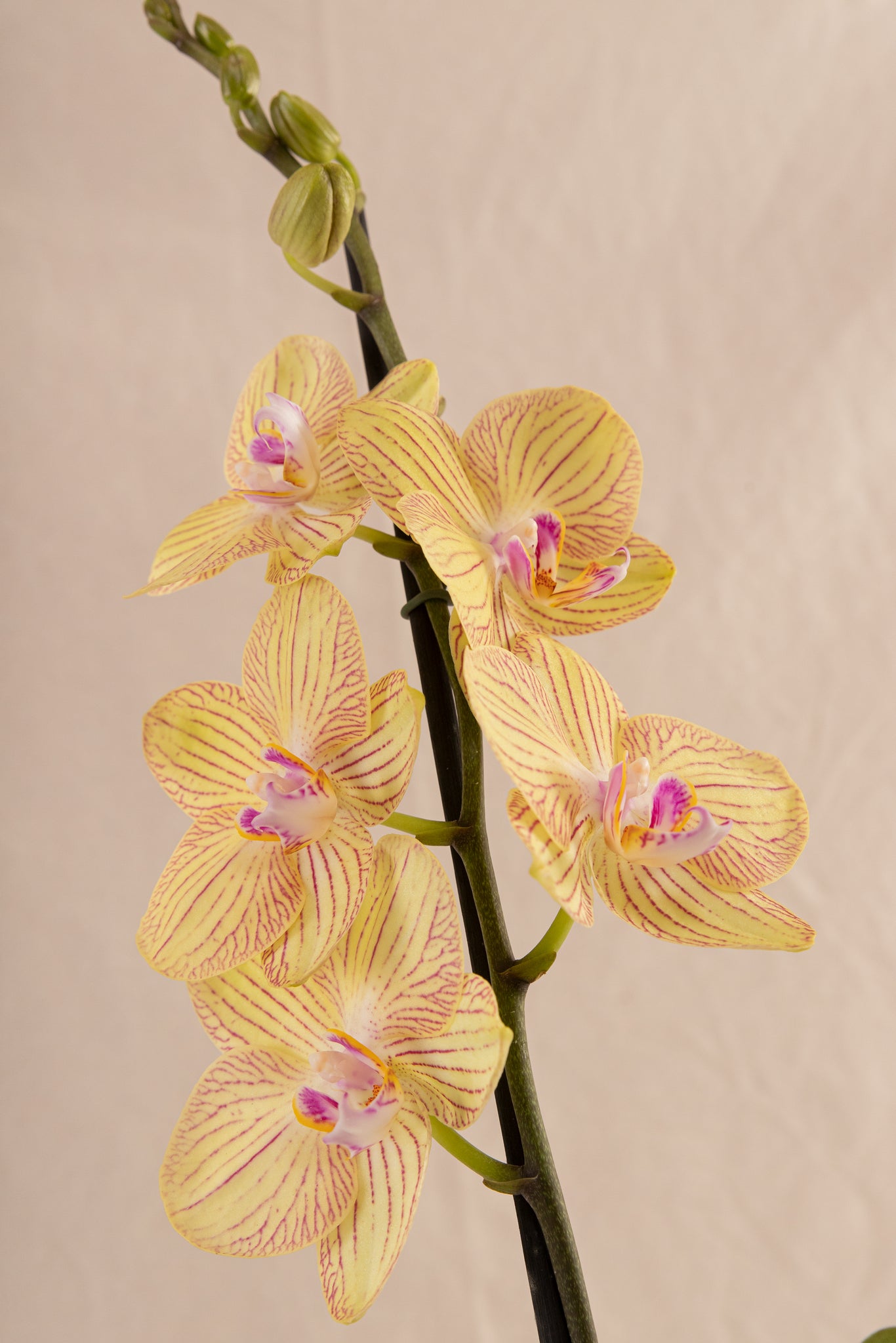 Orquídea Phalaenopsis de 1 Tallo Bicolor Amarilla con Rayas Fucsia