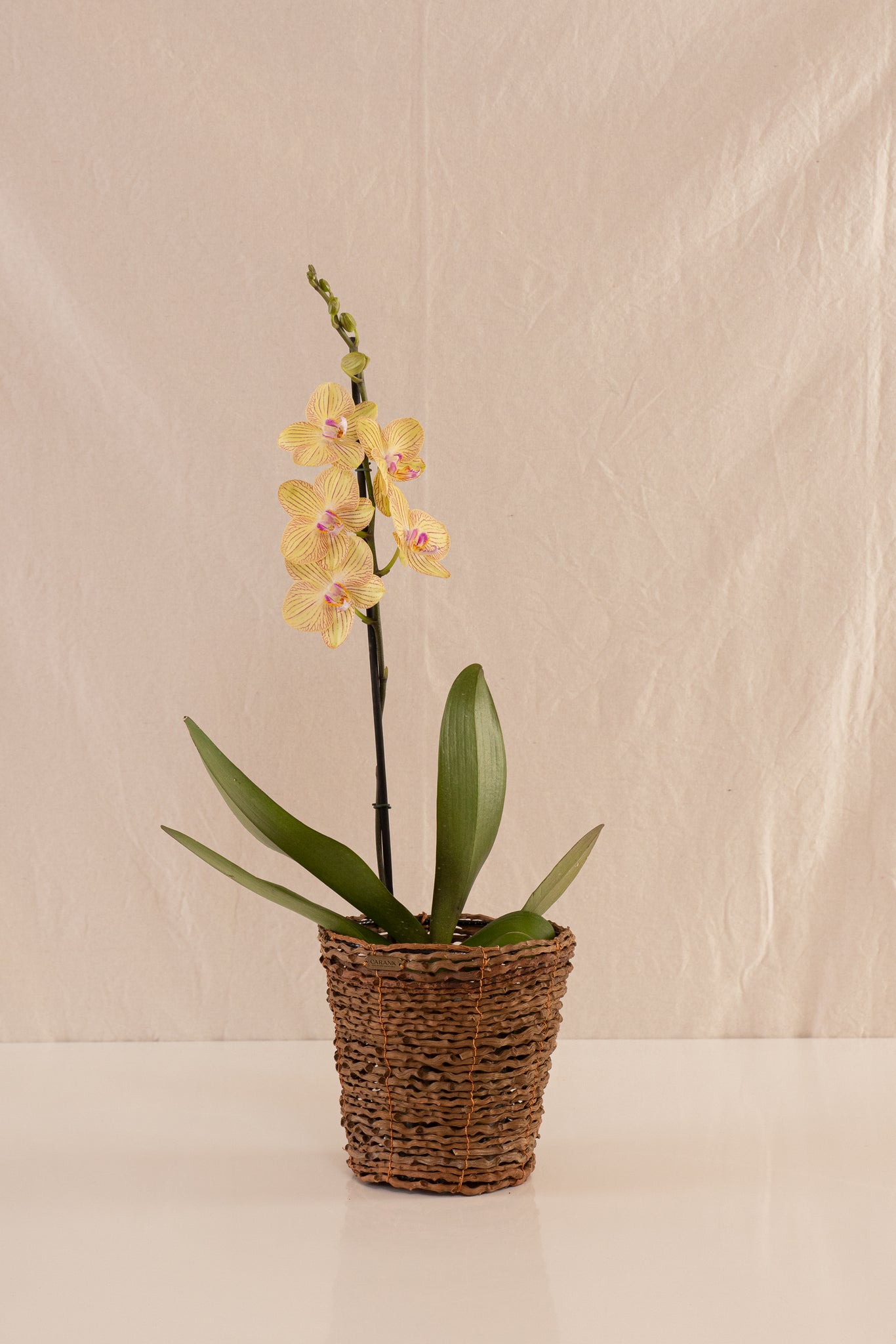 Orquídea Phalaenopsis de 1 Tallo Bicolor Amarilla con Rayas Fucsia