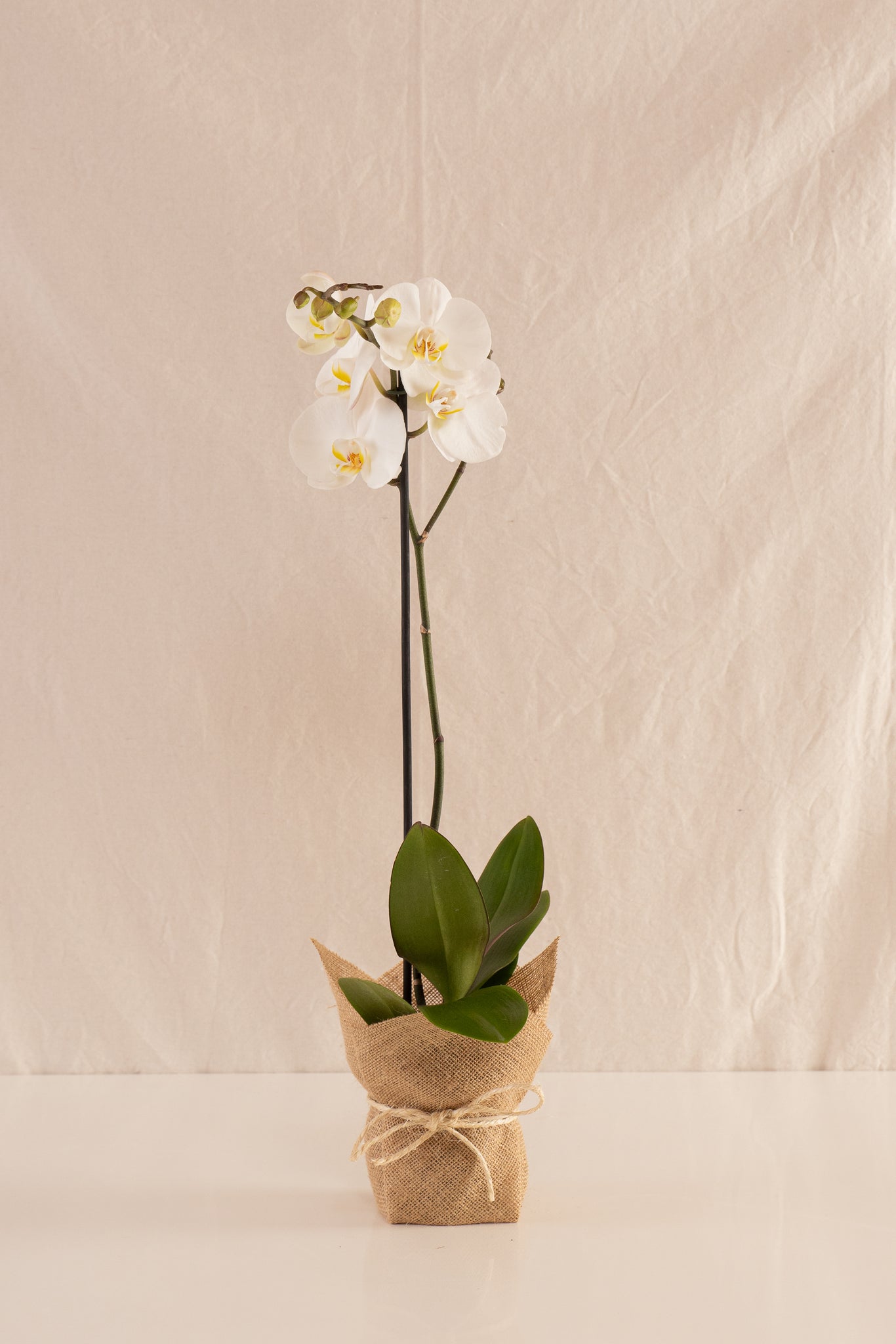 Orquídea Phalaenopsis de 1 Tallo Blanca