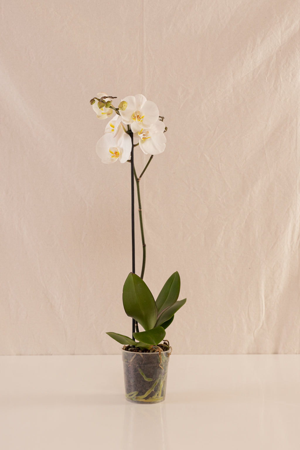 Orquídea Phalaenopsis de 1 Tallo Blanca