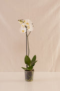 Orquídea Phalaenopsis de 1 Tallo Blanca