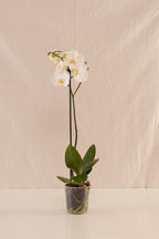 Orquídea Phalaenopsis de 1 Tallo Blanca