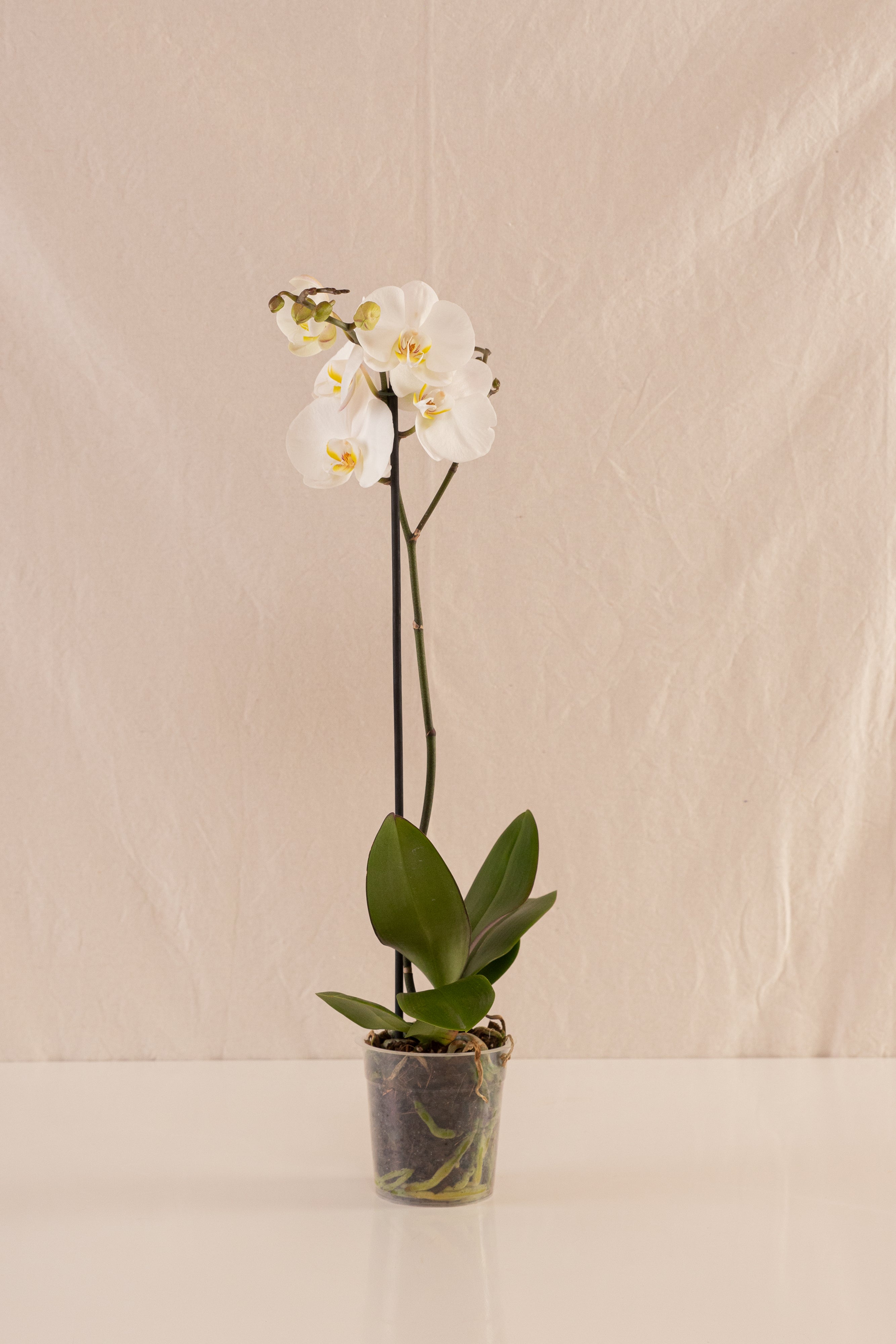 Orquídea Phalaenopsis de 1 Tallo Blanca