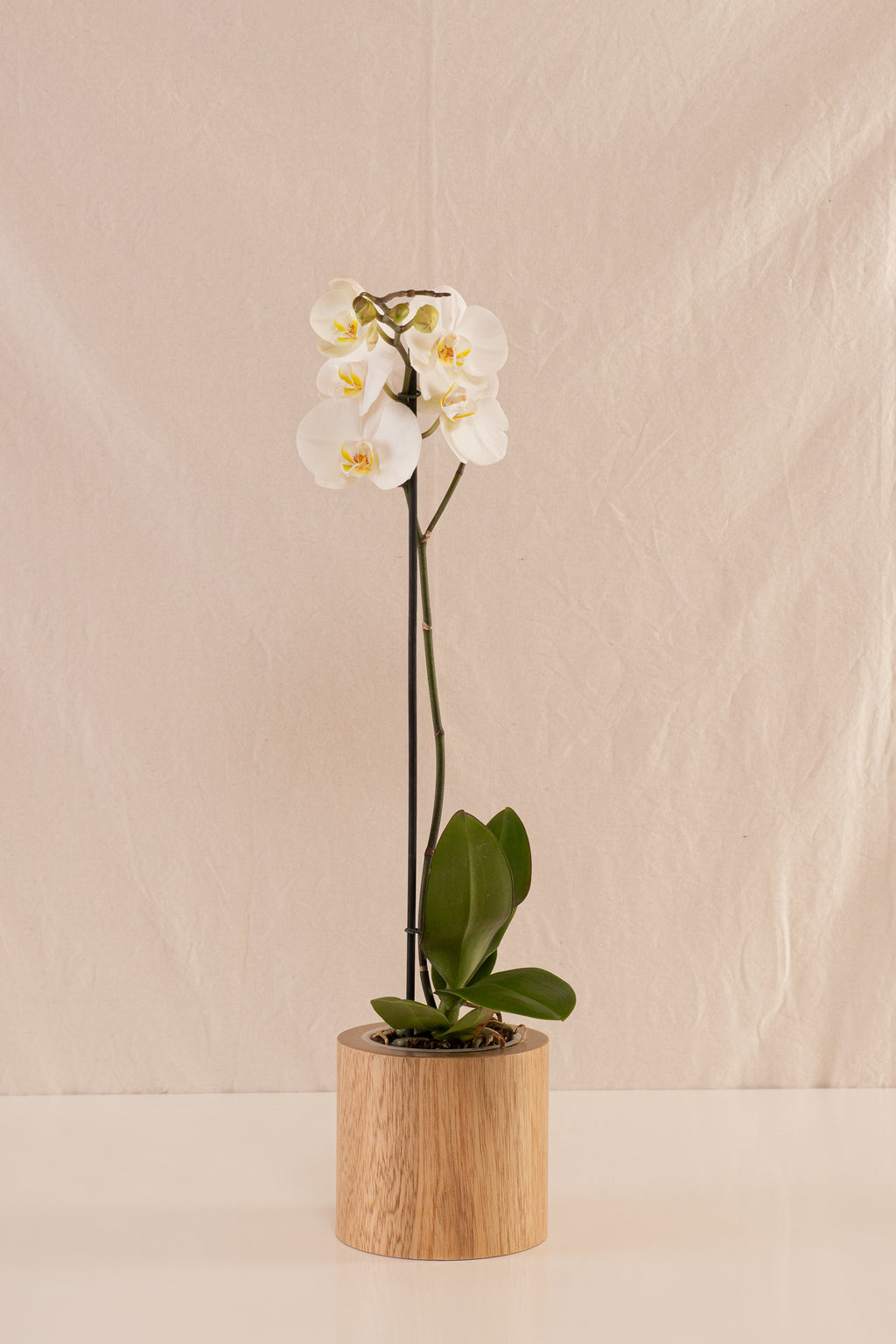 Orquídea Phalaenopsis de 1 Tallo Blanca