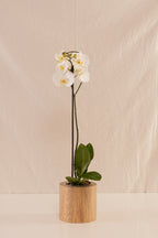 Orquídea Phalaenopsis de 1 Tallo Blanca