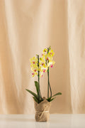 Orquídea Phalaenopsis de 2 Tallos Amarilla con Centro Rosado