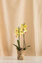 Orquídea Phalaenopsis de 2 Tallos Amarilla con Centro Rosado