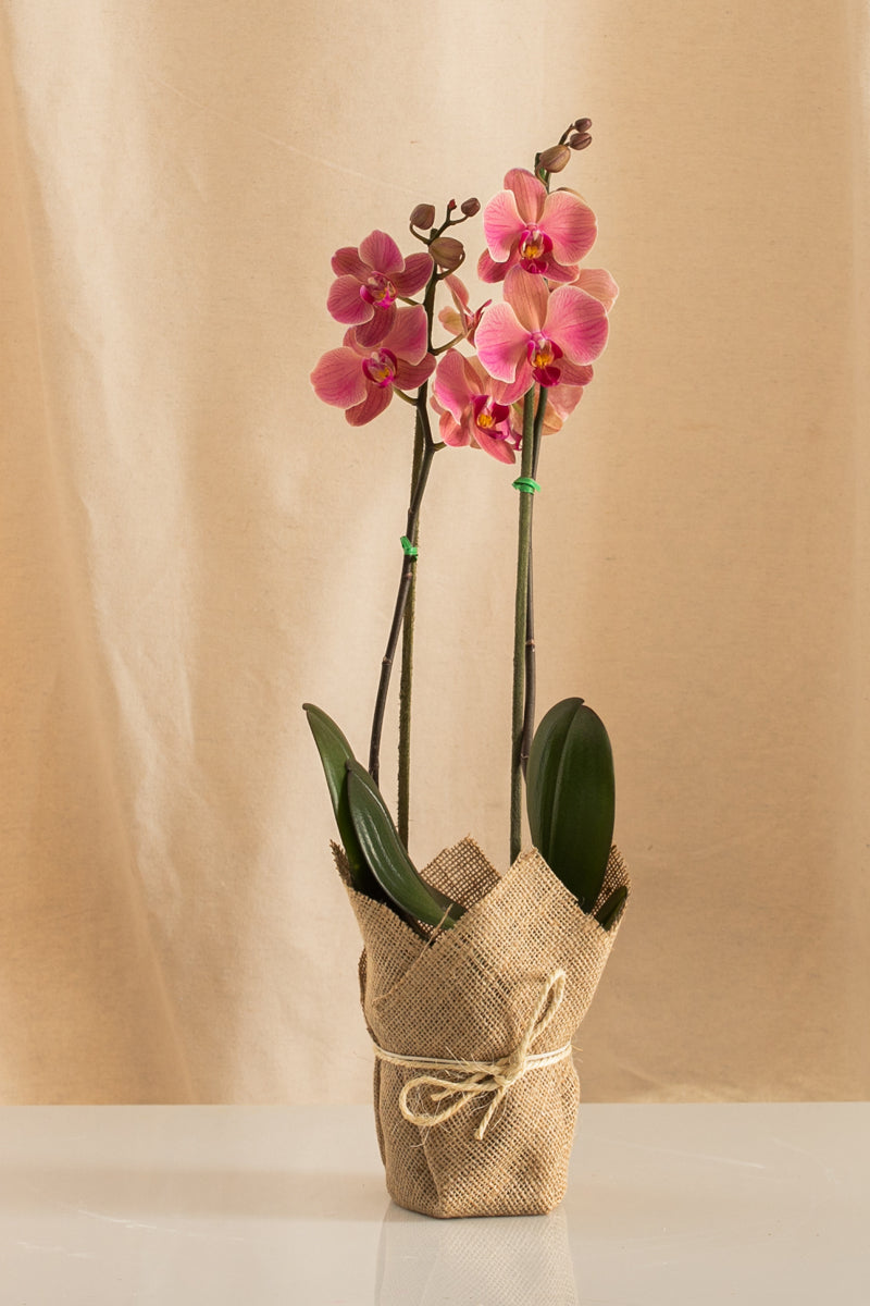 Orquídea Phalaenopsis de 2 Tallos Salmón