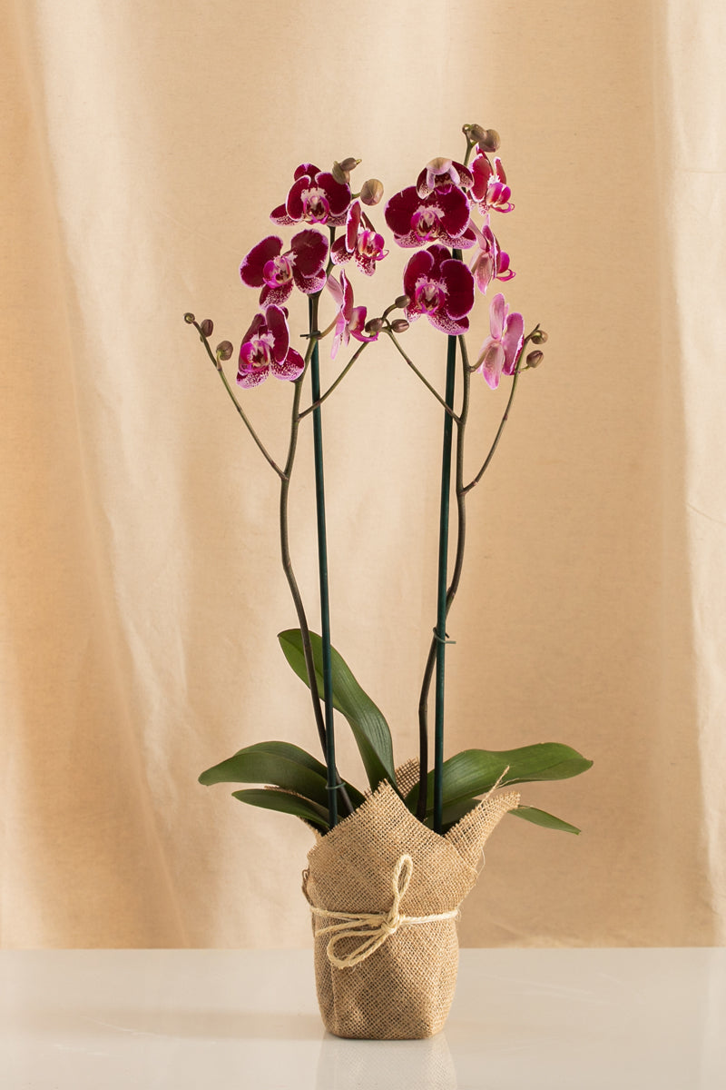 Orquídea Phalaenopsis de 2 Tallos Fucsia