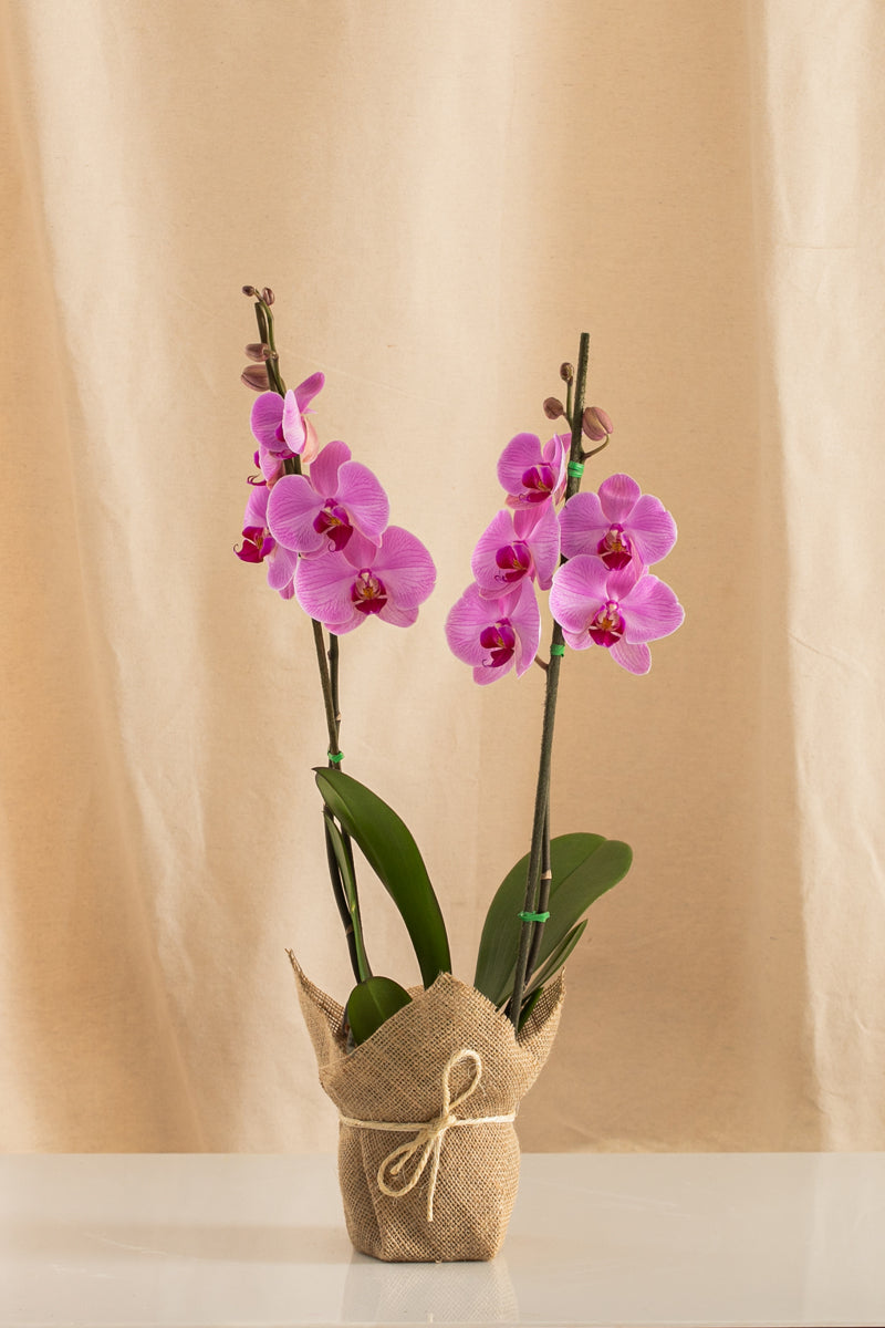 Orquídea Phalaenopsis de 2 Tallos Morada