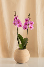 Orquídea Phalaenopsis de 2 Tallos Morada