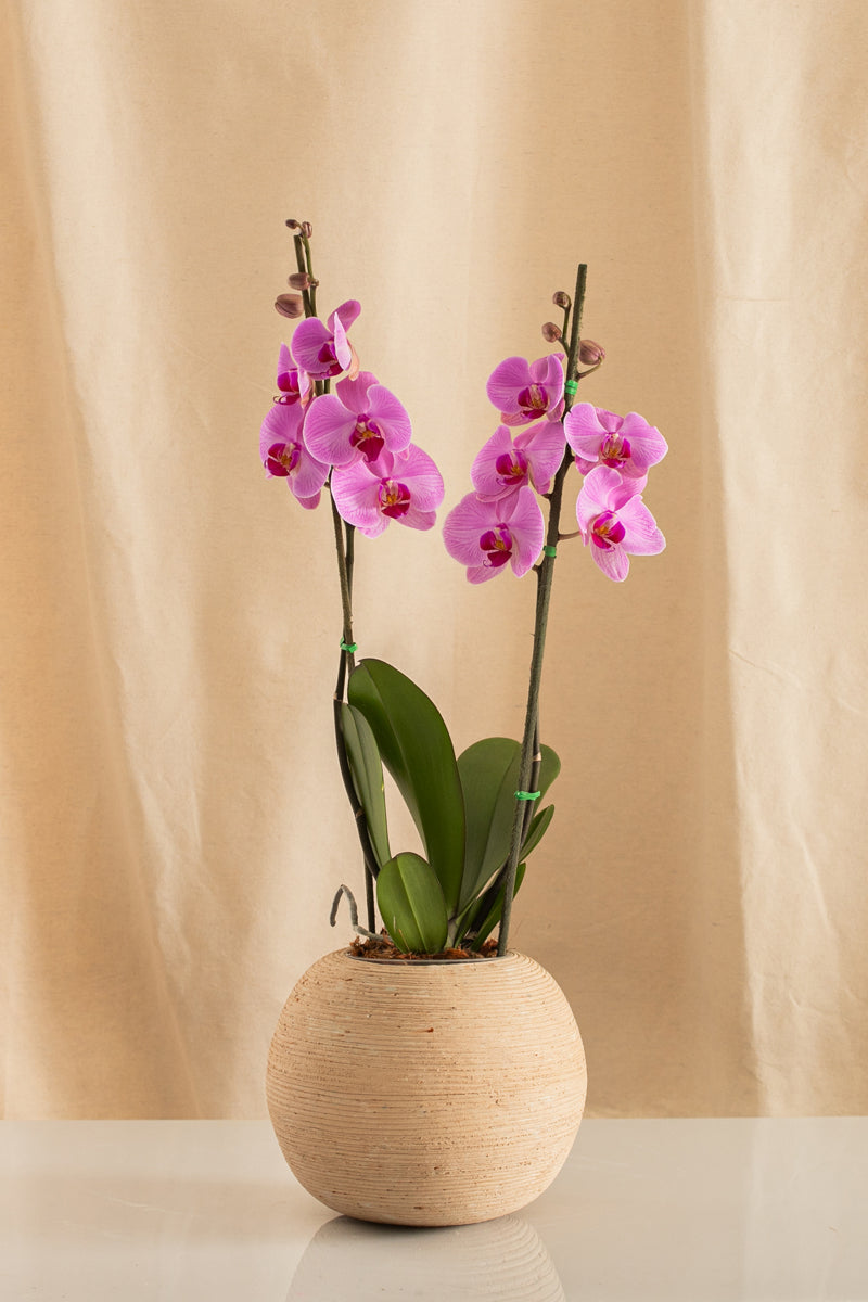 Orquídea Phalaenopsis de 2 Tallos Morada