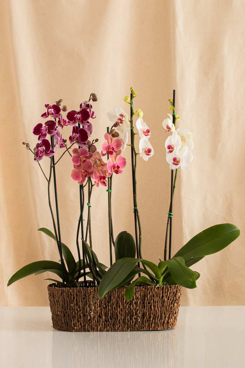 Combo 3 Phalaenopsis Grandes de 2 Tallos + Jardinera de Palma - Casa Flora Vivarium