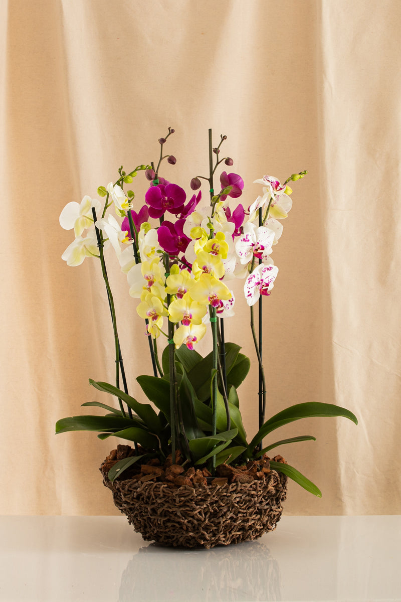 Combo 4 Phalaenopsis Grandes de 2 Tallos + Nido Palma