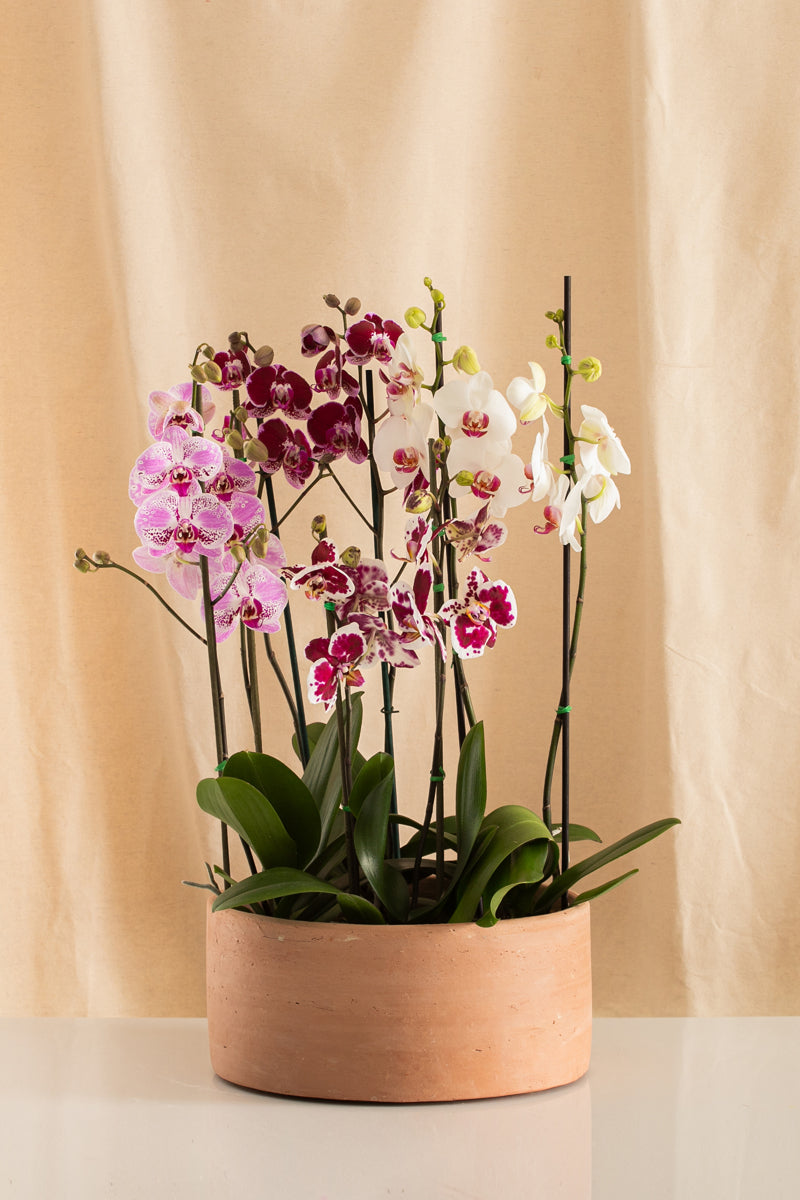 Combo 4 Phalaenopsis Grandes de 2 Tallos + Paila de Barro