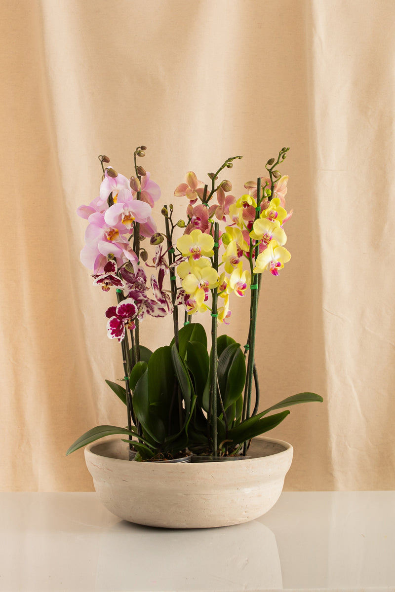 Paila de Barro Blanco 36cms de Diámetro