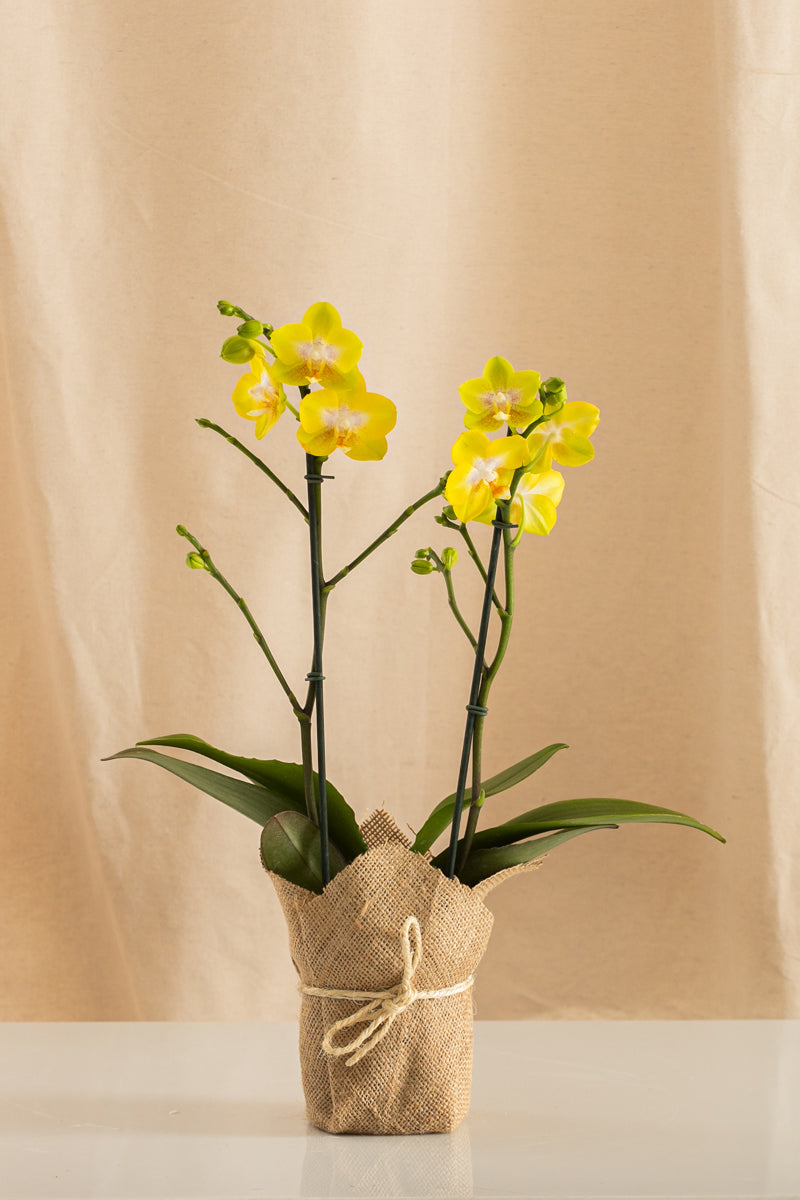 Orquídea Phalaenopsis Multiflora Amarilla