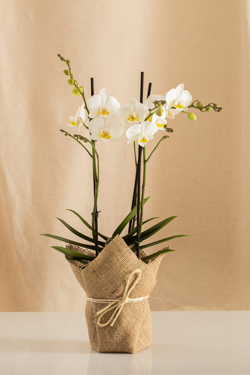 Orquídea Phalaenopsis Multiflora Blanca