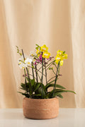 Combo 3 Phalaenopsis Medianas Multiflora + Matero de Barro