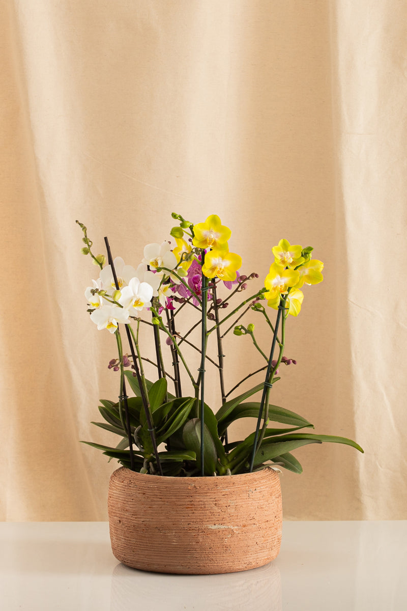 Combo 3 Phalaenopsis Medianas Multiflora + Matero de Barro
