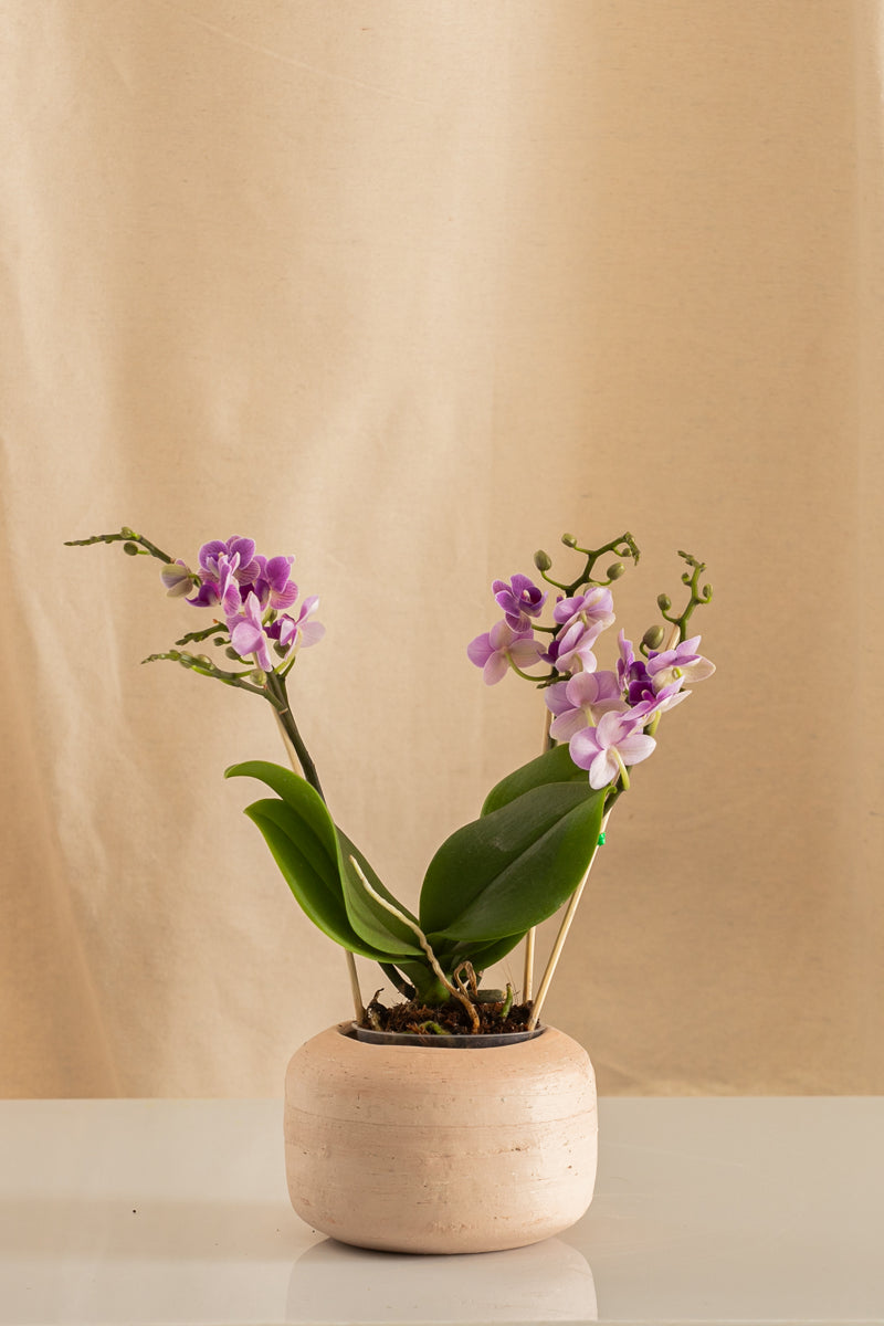 Orquídea Phalaenopsis Multiflora Violeta