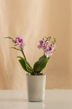 Orquídea Phalaenopsis Multiflora Violeta