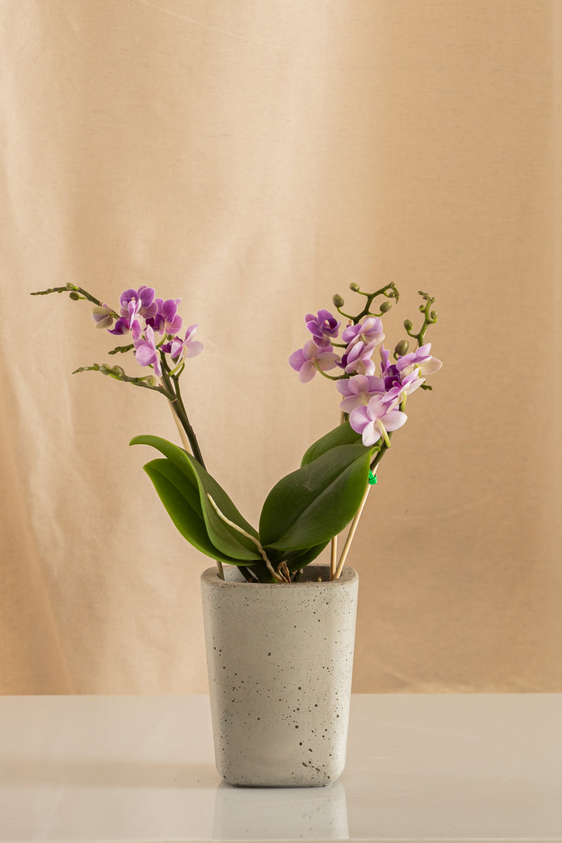 Orquídea Phalaenopsis Multiflora Violeta