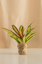 Neoregelia Carolinae