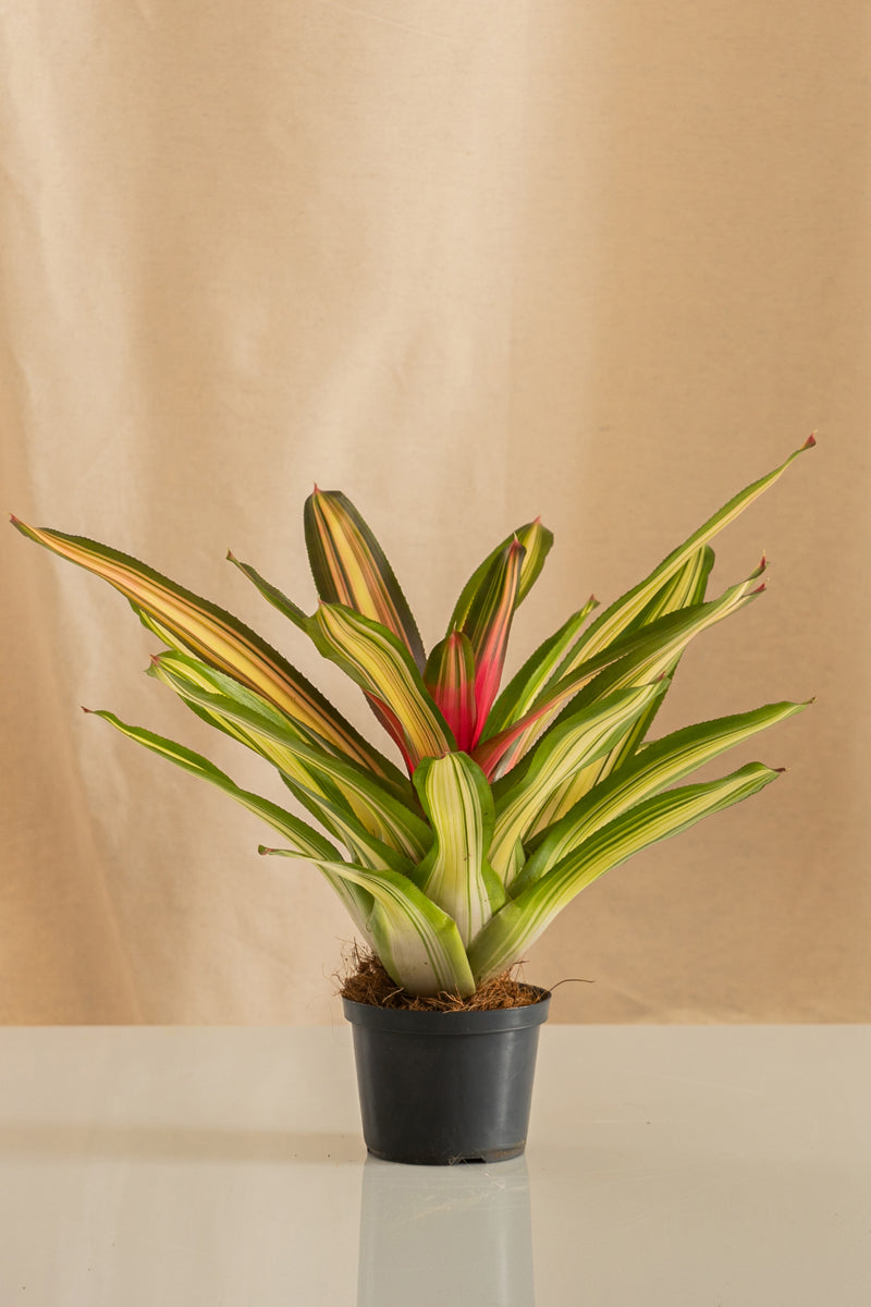 Neoregelia Carolinae
