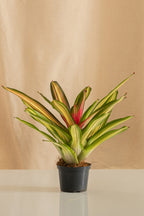 Neoregelia Carolinae
