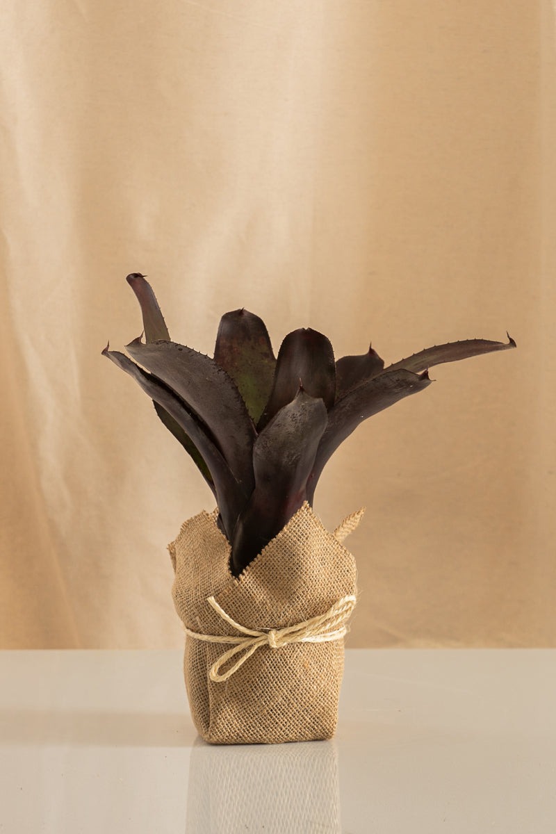 Neoregelia Concéntrica Purple