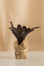 Neoregelia Concéntrica Purple