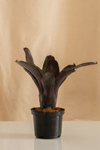 Neoregelia Concéntrica Purple