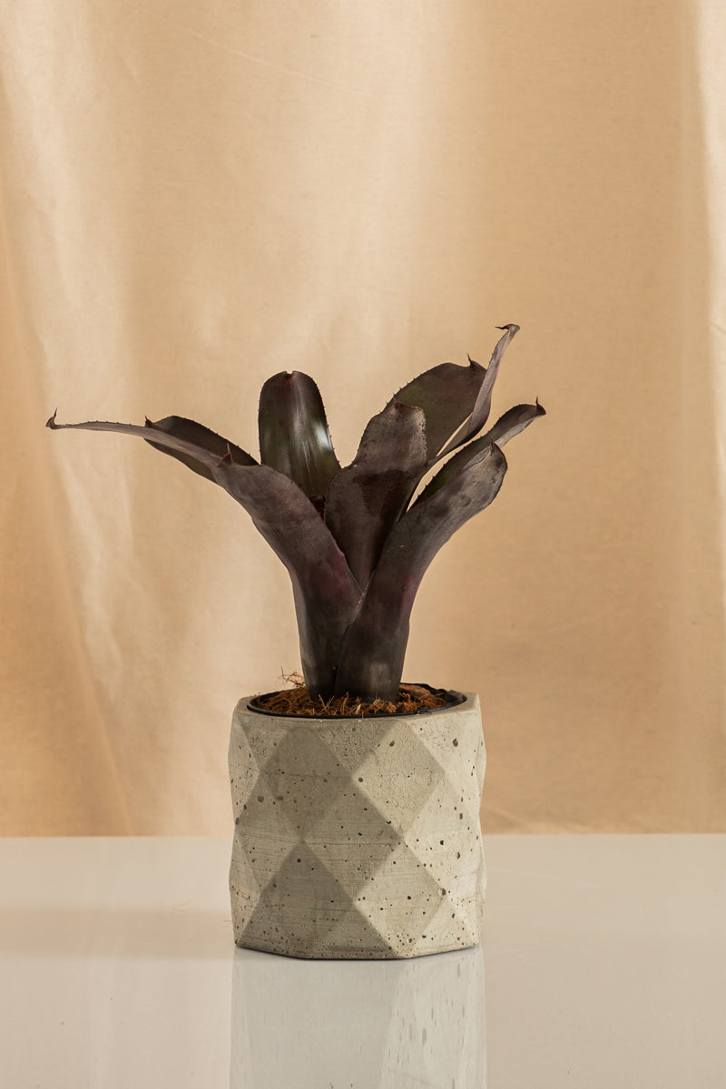 Neoregelia Concéntrica Purple