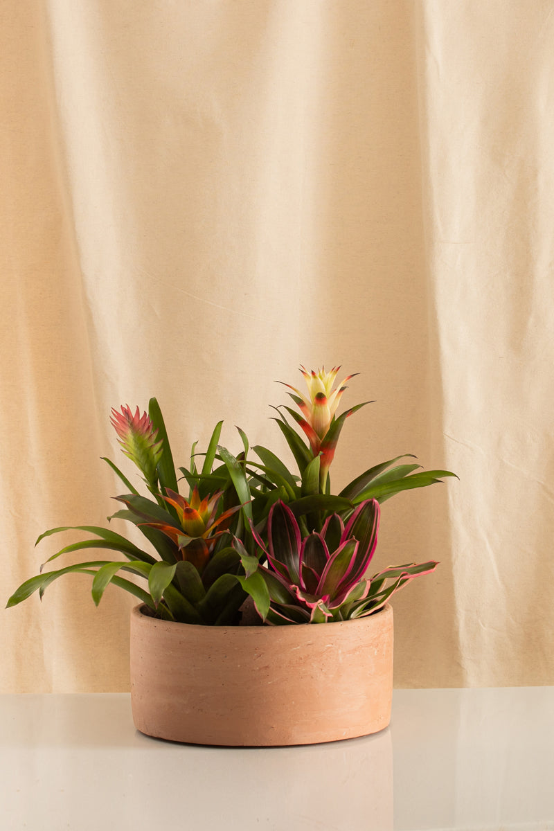 Combo 4 Bromelias + Paila de Barro