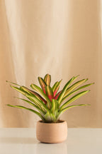 Neoregelia Carolinae