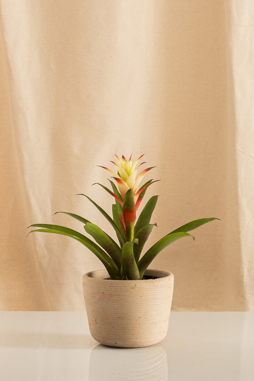 Guzmania Salsa