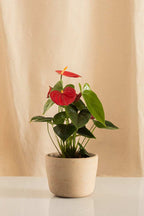 Anturio Martillado Rojo - Casa Flora Vivarium