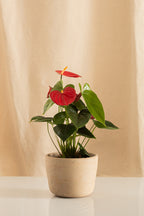 Matero Barro Blanco 15cms de Diámetro