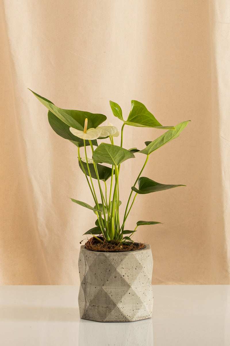 Anturio Martillado Blanco - Casa Flora Vivarium