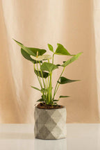 Anturio Martillado Blanco - Casa Flora Vivarium