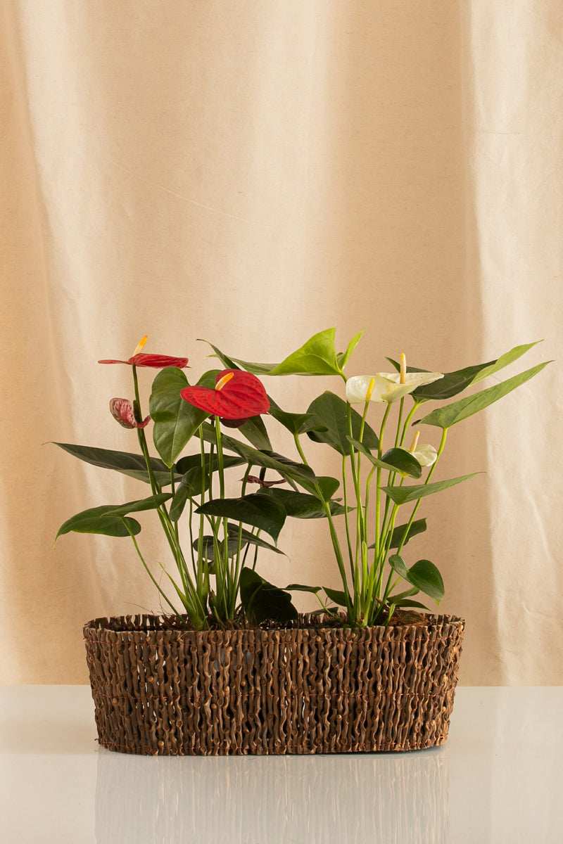 Combo 2 Anturios Martillados + Jardinera de Palma - Casa Flora Vivarium