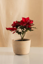 Poinsettia