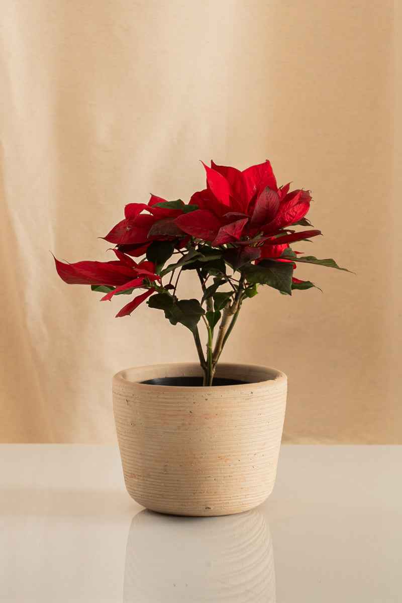 Poinsettia