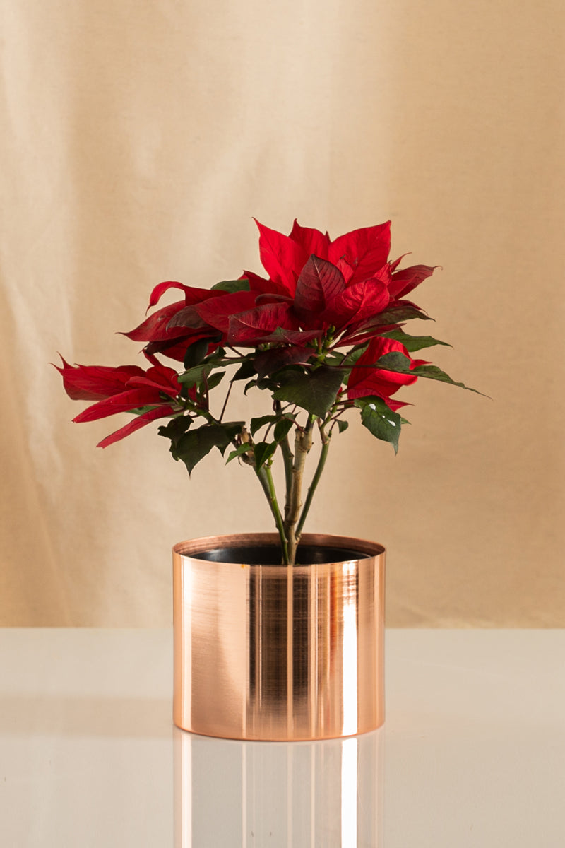 Poinsettia
