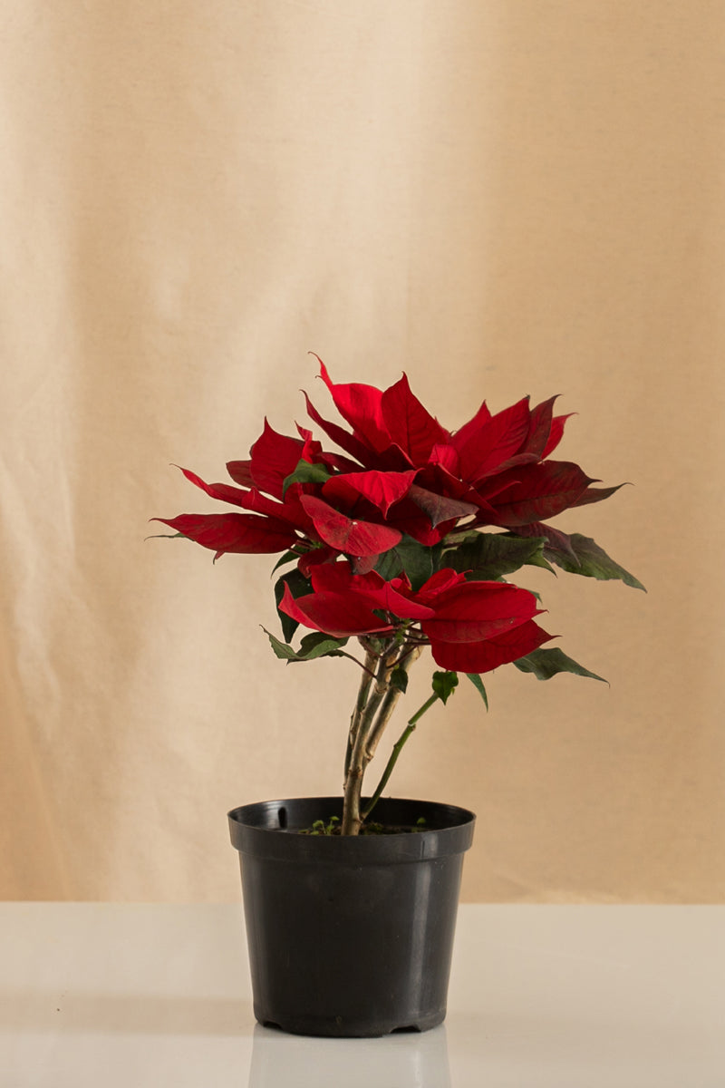 Poinsettia