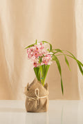Orquídea Cymbidium Rosado