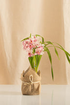 Orquídea Cymbidium Rosado