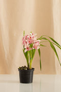 Orquídea Cymbidium Rosado